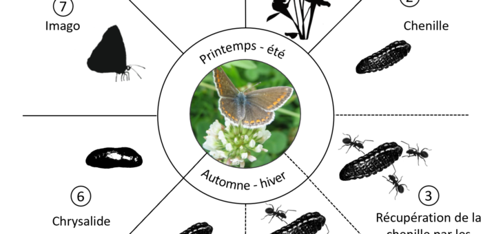 Cycle biologique du papillon l’Azuré commun