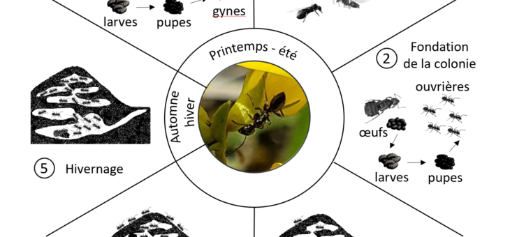 Cycle biologique de la Fourmi noire des jardins Lasius niger