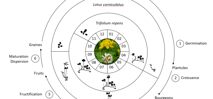 Cycles biologiques des plantes hôtes du papillon Polyommatus icarus