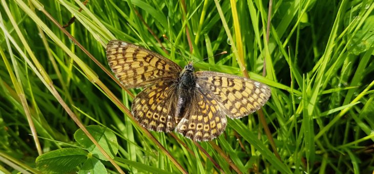 Discover butterflies : The Glanville Fritillary