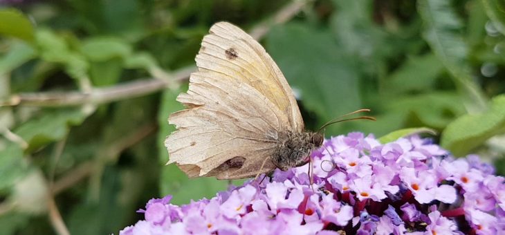 Discover butterflies : The Meadow Brown