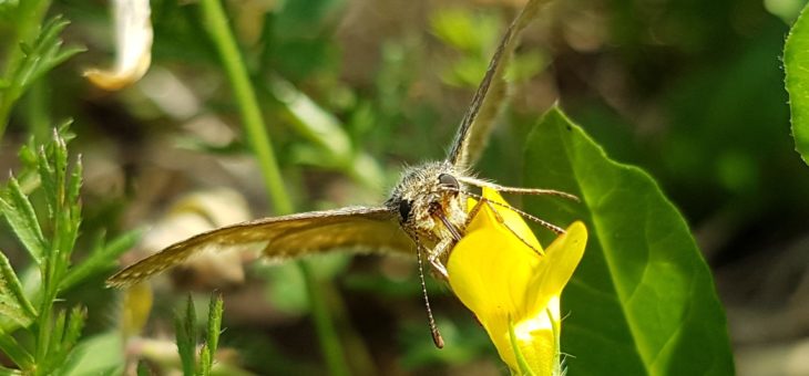 Discover butterflies : The Dingy Skipper