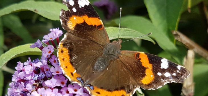 Celebrate the Splendor of Nature in Late June!