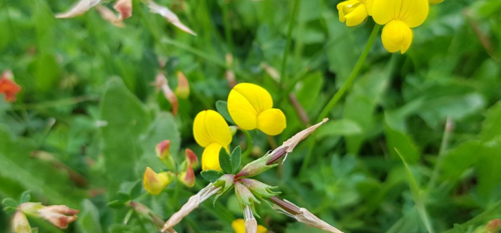 Prairie en fleurs!