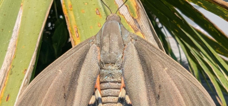 The Palm Moth in Gironde