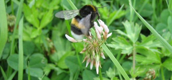 Havre pour les insectes!