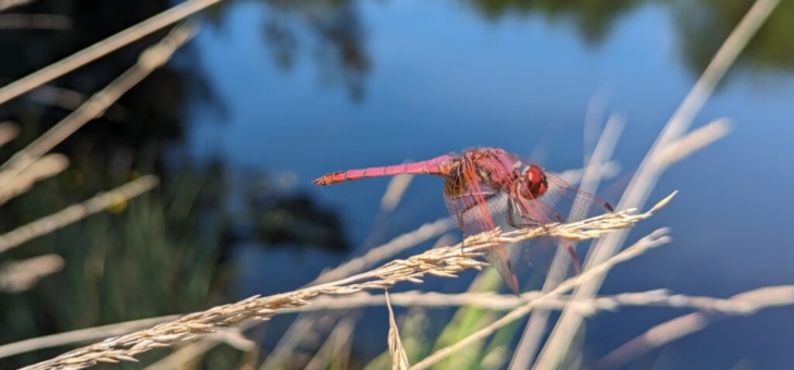 Libellules dans nos Jardins