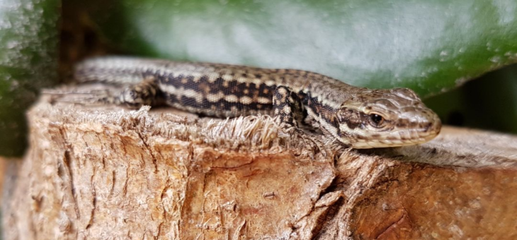 Attirer les lézards dans son jardin!