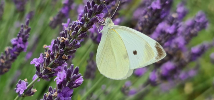 April, the month for starting observations of bees, butterflies…!