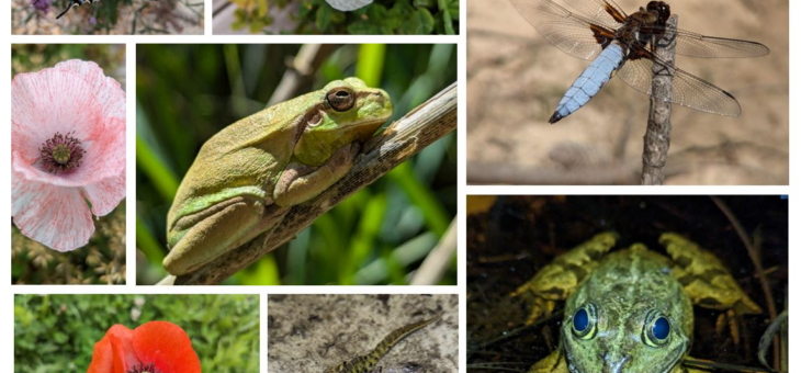 Observations de Printemps-Été par l’Association