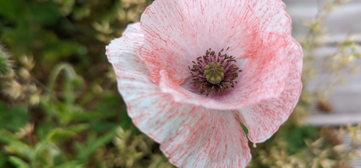 The Mysteries of White, Pink, and Red Poppies