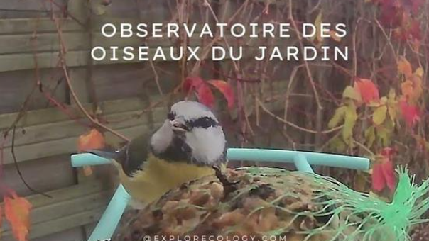 Adoptons la Douce Mésange Bleue dans nos Jardins pour un Automne Magique !