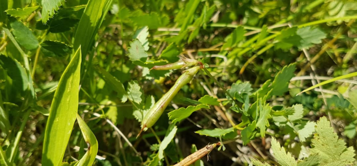 Décembre, le mois des tisanes du jardin!