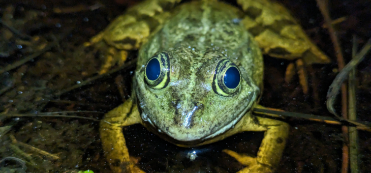 les Grenouilles Vertes : Petits Amphibiens, Grands Mystères