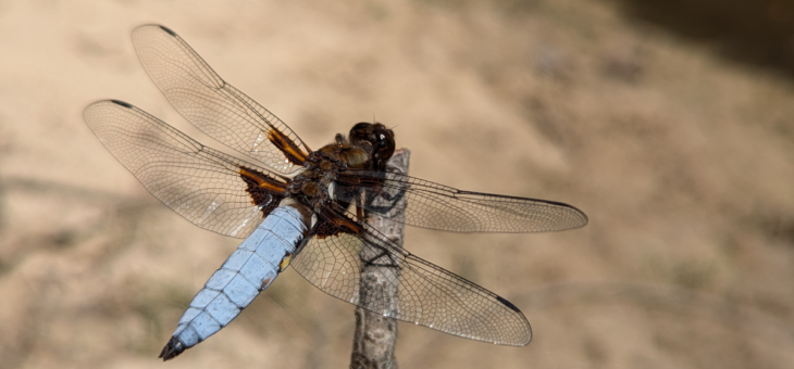 La Libellule Déprimée : Un Insecte Fascinant !